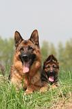 BERGER ALLEMAND 1446